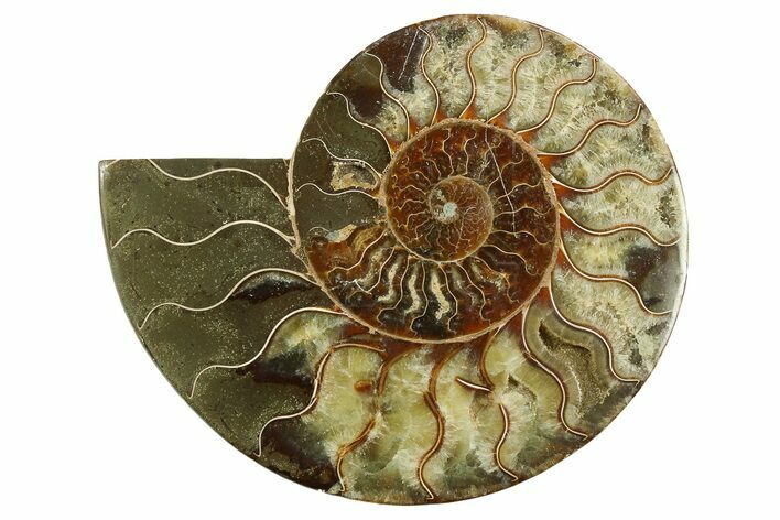 Cut & Polished Ammonite Fossil (Half) - Madagascar #282579